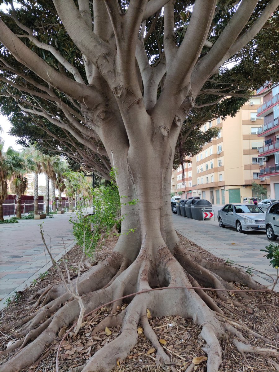 BellverMj's tweet image. Árboles urbanos. Urban Trees 🌳🌳💚
#thicktrunktuesday #urbantree 
#arbol #tronco #fotografia
