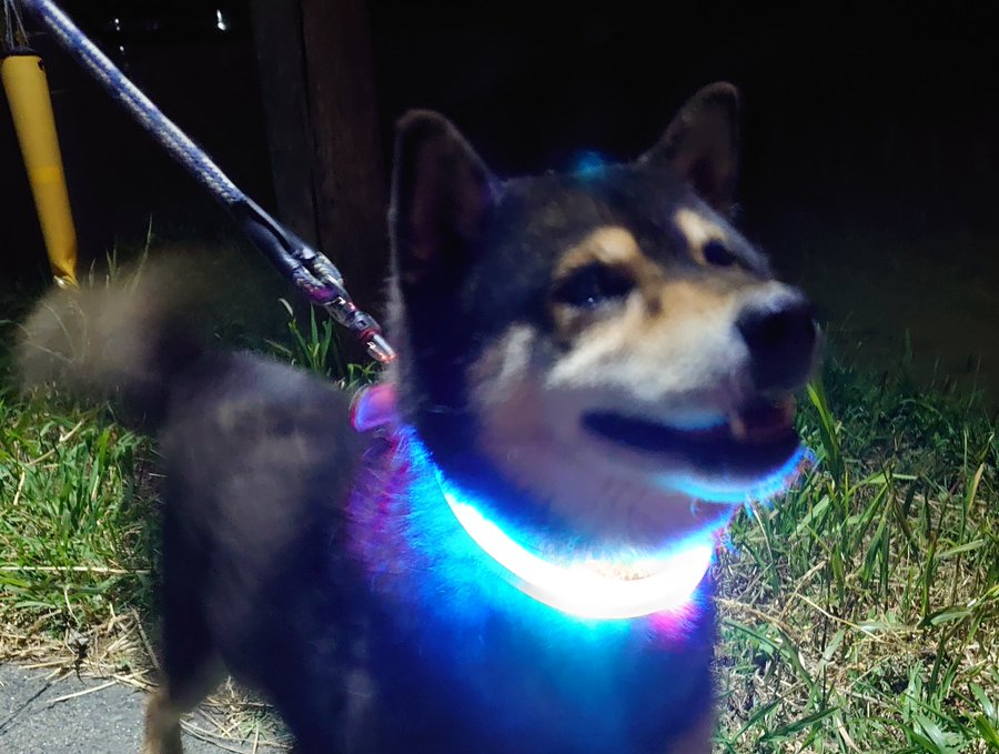 犬の散歩におすすめの充電式ライトは 光る首輪 リードどれが最適 Maiku Blog