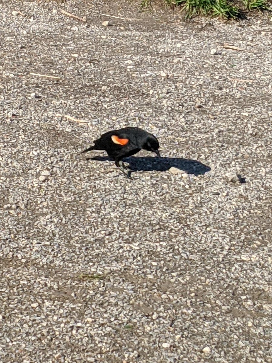 Turtle pond is everything today. Redstarts, ruby crowned kinglet, magnolia warbler, kingbird pair, common yellow throat, blue headed vireo, house Finch, catbirds, black and white, and of course red winged blackbirds