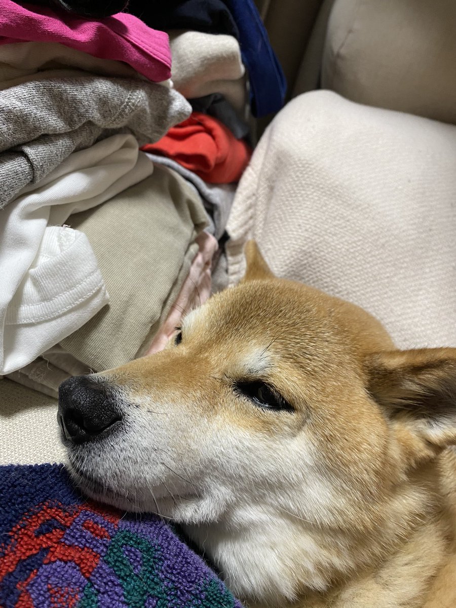 洗濯物片付けないで「大豆田とわ子と三人の元夫」観てます。いいドラマだな、ちい。