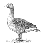 I first met <a href="/antgoldbloom/">Anthony Goldbloom</a>  in 2011 when <a href="/dunnhumby/">dunnhumby</a>  were one of their first clients to post a <a href="/kaggle/">Kaggle</a> Competition.  Join us May 20th to hear reflections on a life at the centre of the global data science community  + future of ML &amp; human + AI co-creation. rss.org.uk/training-event…