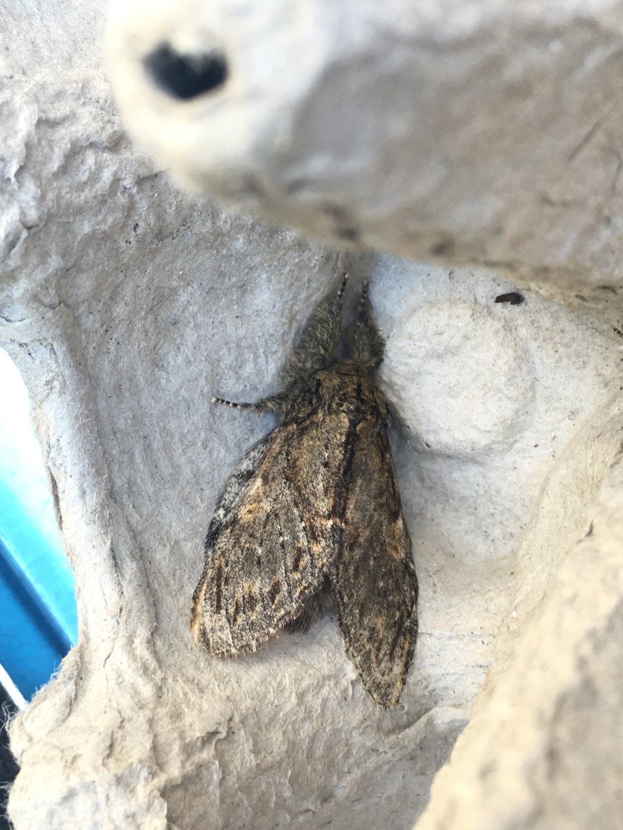 limeypomme's tweet photo. Great Prominent, first moff out the trap & a new one for me. #MothWatch https://t.co/wR3jvfOrbQ
