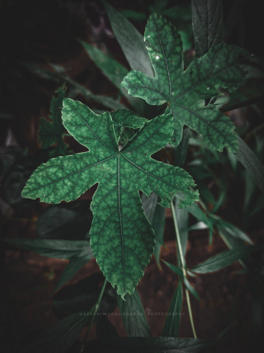 akshay_kichus's tweet photo. ShotOn : Oneplus8t

#ShotOnOneplus #mobilephotography #lightroom @oneplus @OnePlus_IN https://t.co/2tF2UNupzH