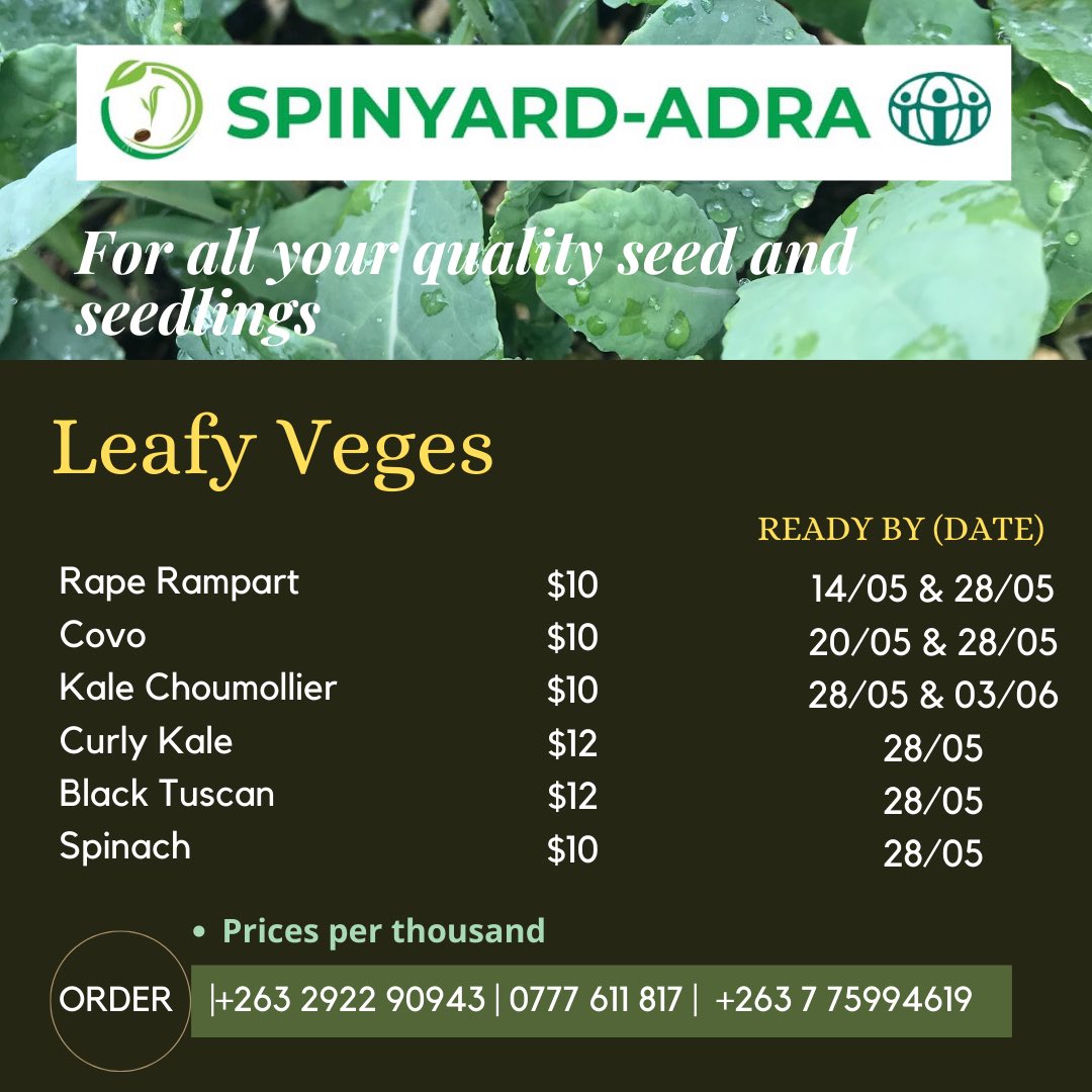 SpinyardS's tweet photo. Leafy Veges seedlings available. Place your order. https://t.co/iqbae8zbUF