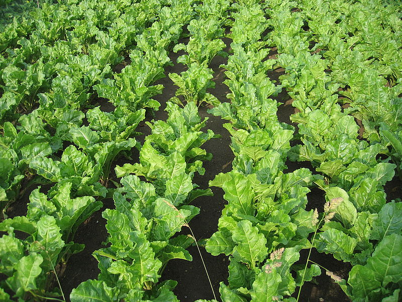 Julius Kühn-Institut tweet media