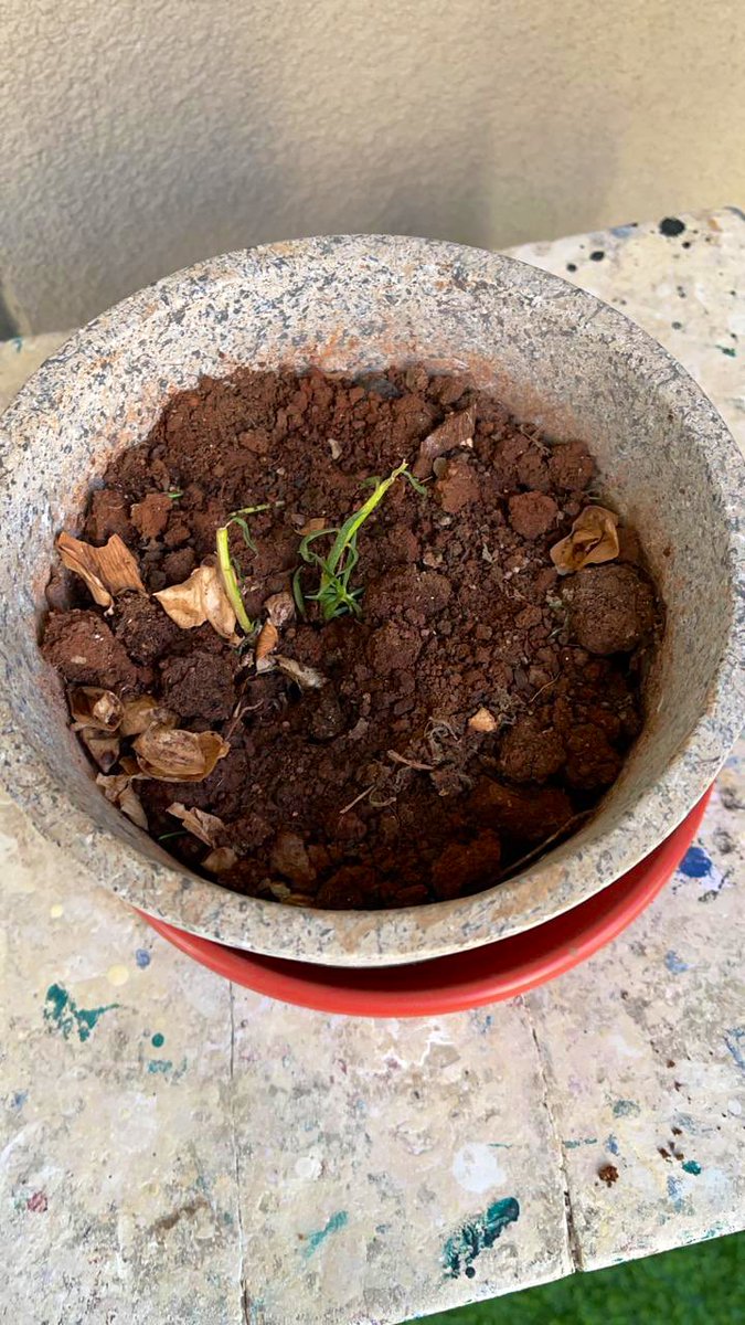 AyeDhanno's tweet photo. Aise bhole banke hai baithe,
jaise koi baat nahi.
Sab kuch nazar aa raha hai,
Flower pot mai kuch bacha nahi
#Milo
#MiloTales
#MeraMilo
#PyaraMilo https://t.co/YGW4YXiDuv
