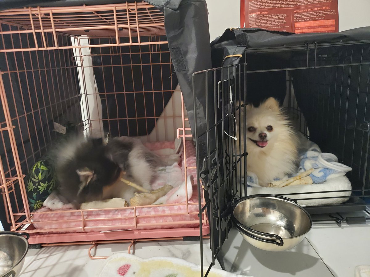 LilyPichu's tweet photo. why did they swap https://t.co/ave3QlaVLF