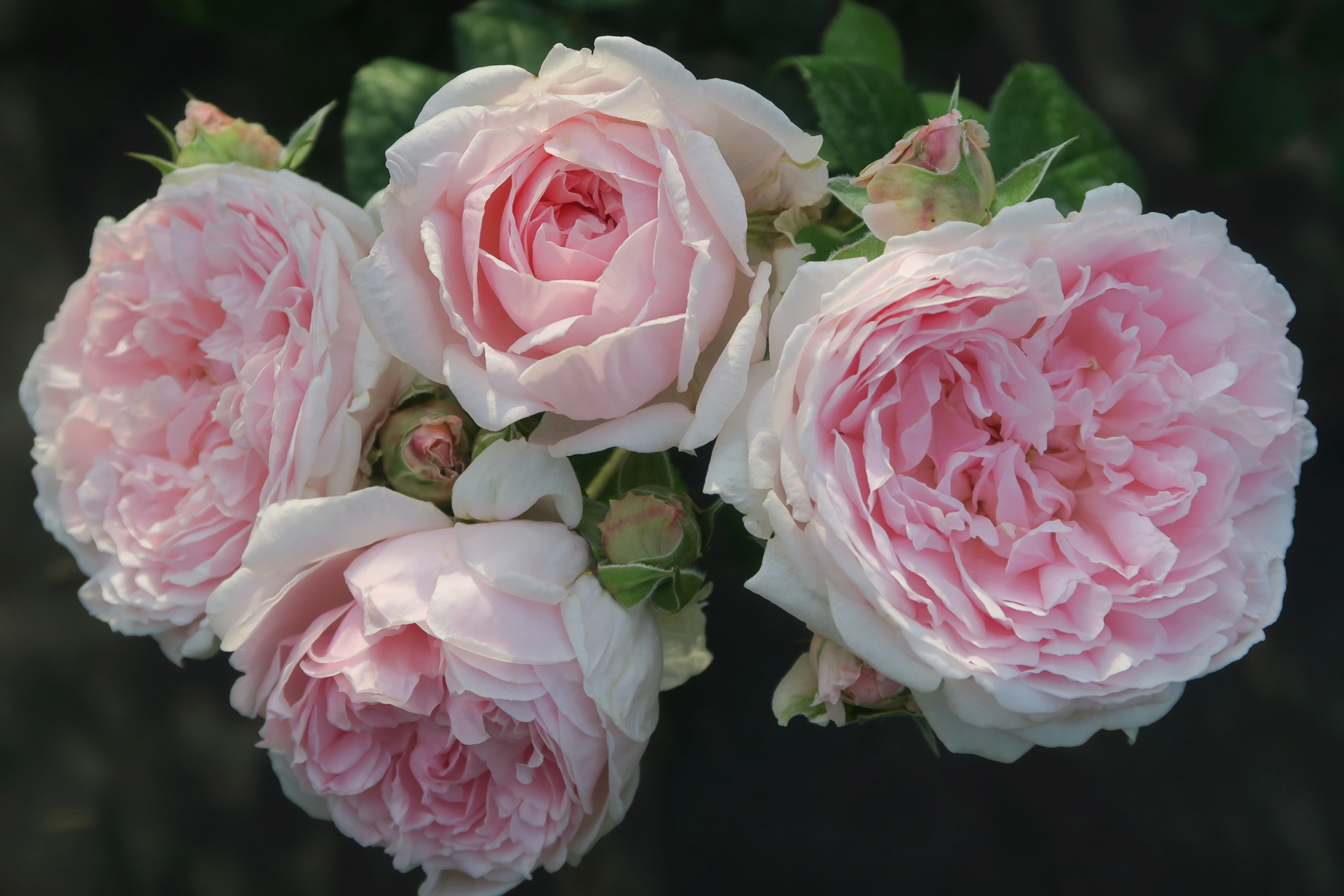 旧古河庭園 超 かわいくないですか イギリスのバラの育種家 デビット オースチンによって作られた エグランタイン です 花びらたっぷりのロゼット咲き イングリッシュローズを代表する素晴らしいバラ 旧古河庭園 バラ 休園中 ツイッターで