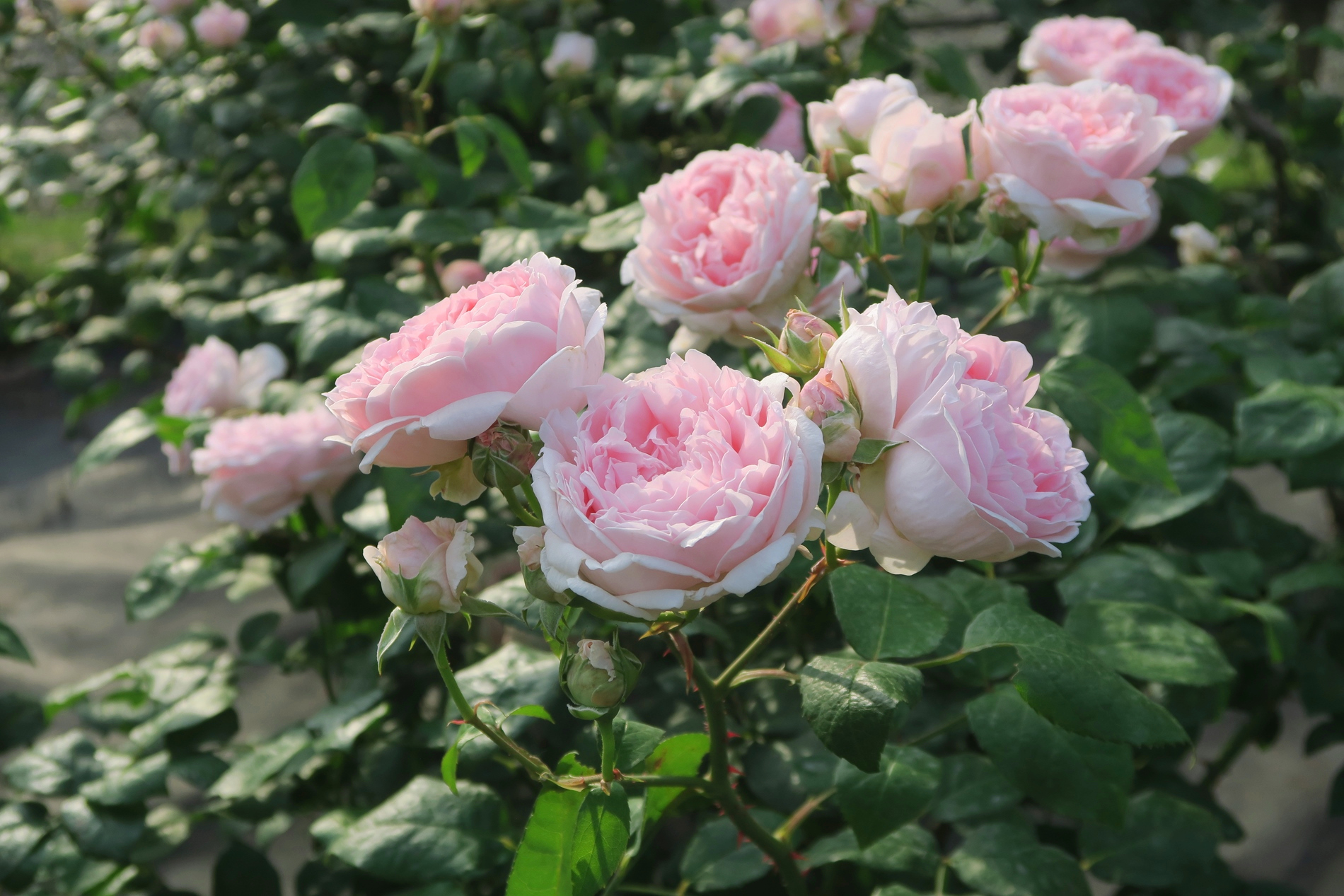 旧古河庭園 超 かわいくないですか イギリスのバラの育種家 デビット オースチンによって作られた エグランタイン です 花びらたっぷりのロゼット咲き イングリッシュローズを代表する素晴らしいバラ 旧古河庭園 バラ 休園中 ツイッターで