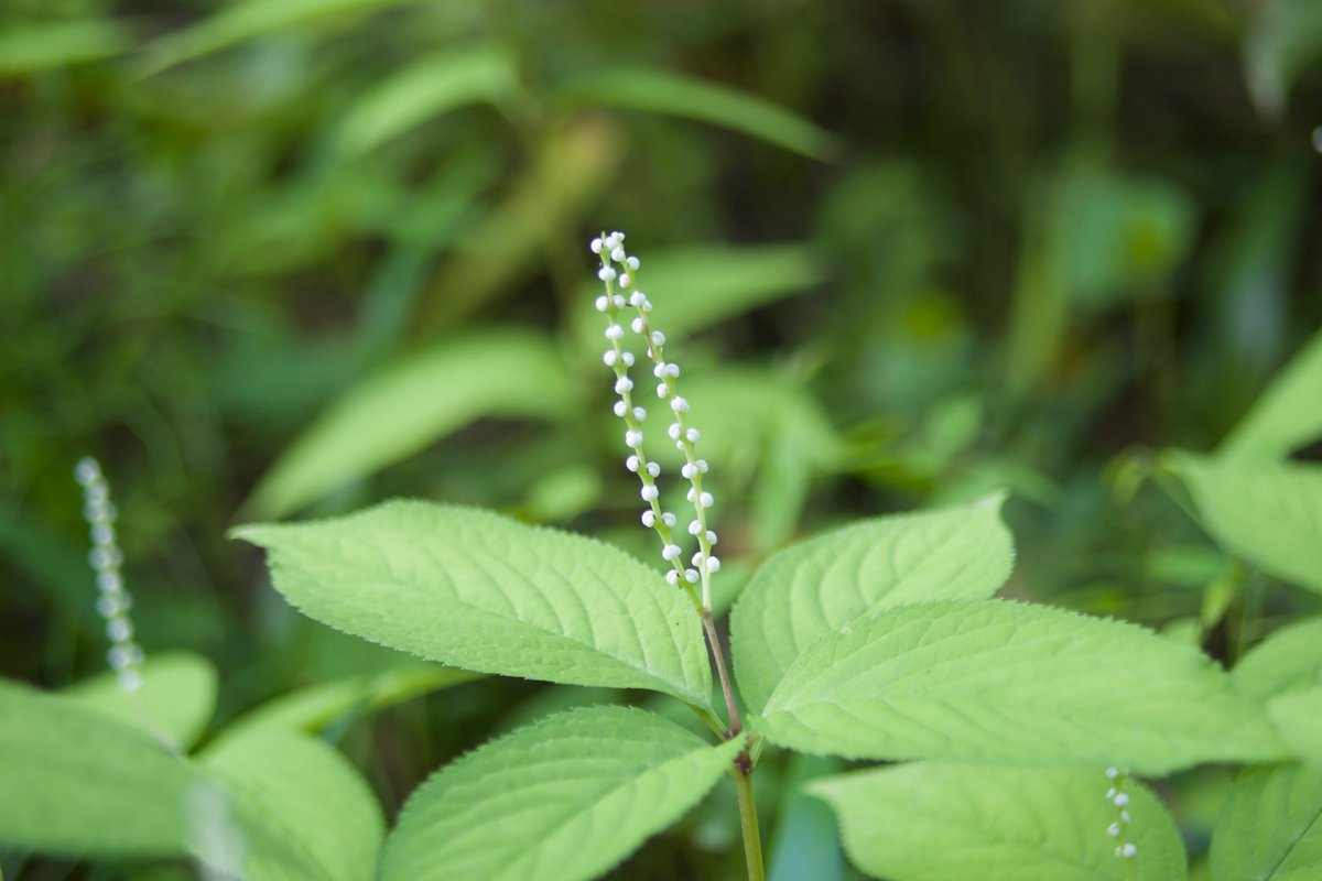 フタリシズカ Twitter Search