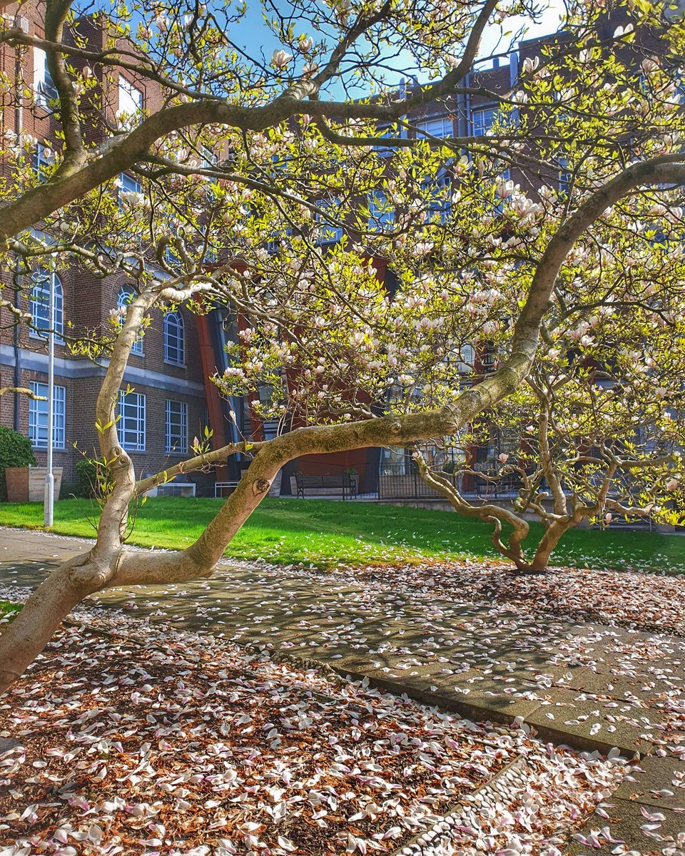 DrIfeBolaji's tweet photo. 🌸 Spring bloom in the DKB quad @qubelfast
#connectwithnature #QUBNatPhoto #NatureandtheEnvironment #MentalHealthAwarenessWeek #thepowerofnature #spring #northernireland #everyoneneedsnature https://t.co/rtOsLO53ez