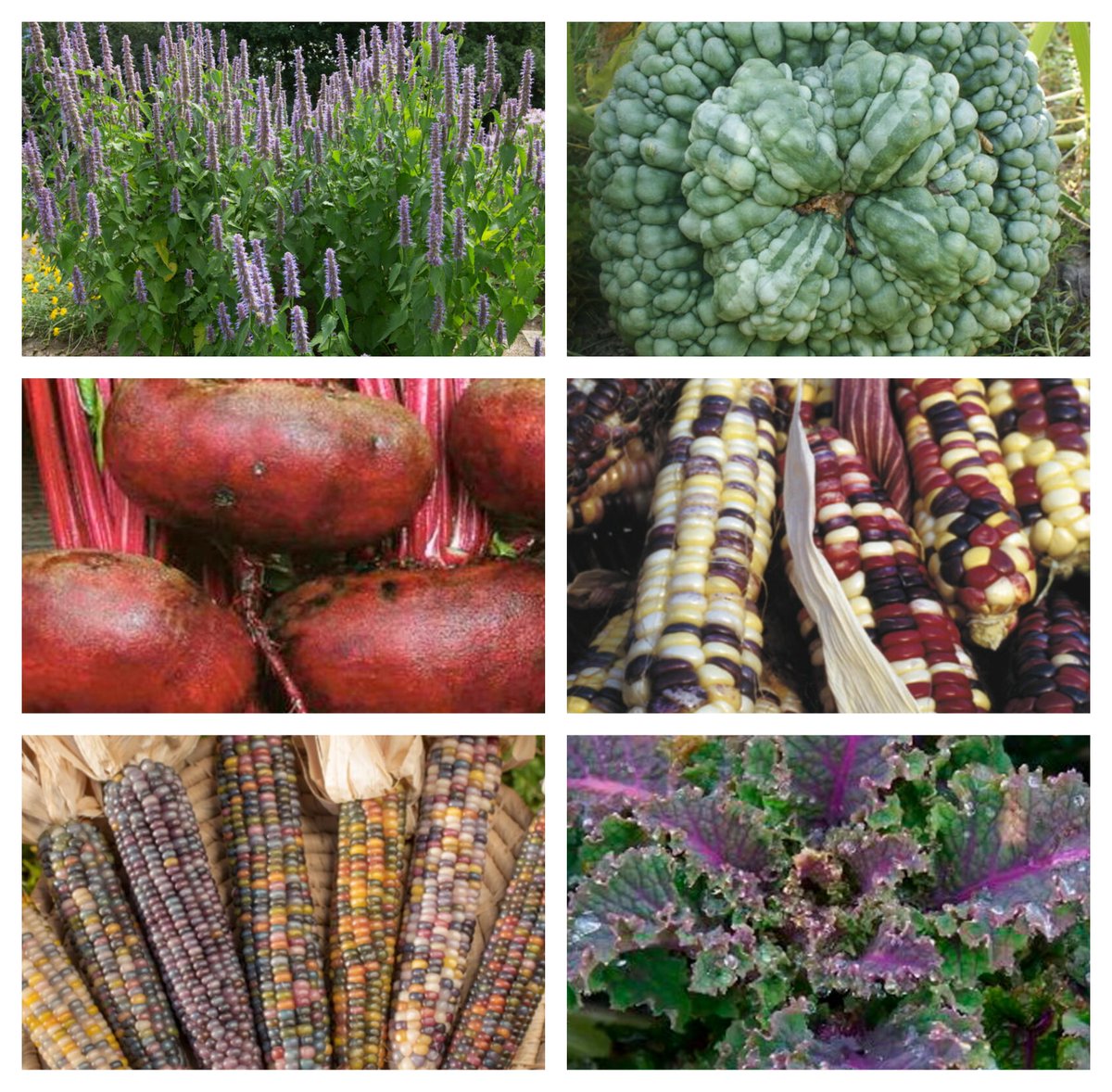 MapandFork's tweet image. ça y est, les graines #Kokopelli sont arrivées! 🎉
Cette année nous essayerons de faire pousser: courge Marina di Chioggia, Mais doux Arc En Ciel Inca, Betterave noire plate d'Egypte, Agastache rugosa, Chou frisé/kale lacinato rainbow et pour finir du Mais à éclater Glass Gem 🌽