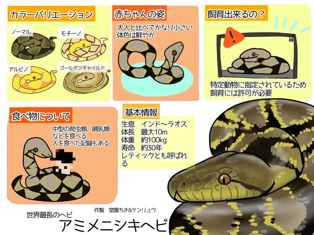 消えない 爬虫類チョークアート 堂園ちき 現在脱走している大蛇はこちらのアミメニシキヘビです こちらは一般の人は現在飼育することはできません 特定動物と言ってライオンやトラなど猛獣の範囲です 都道府県知事または政令指定都市の長の許可 厳重な檻