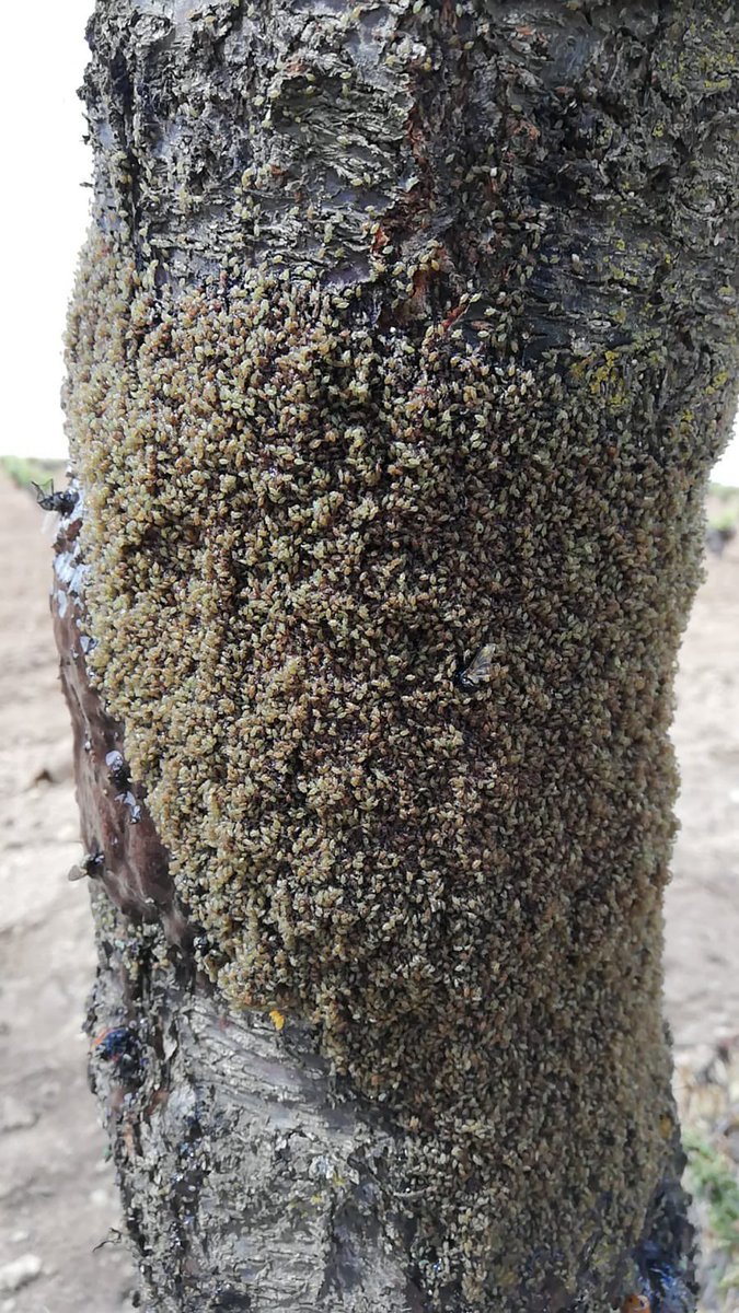 JAVARKES's tweet photo. Control de #pulgón e insectos trepadores en #almendro mediante uso de barreras físicas, #pegafit ,ayudan a la implementación del #Controlbiológico en parcela https://t.co/8DJ4MZQwk4