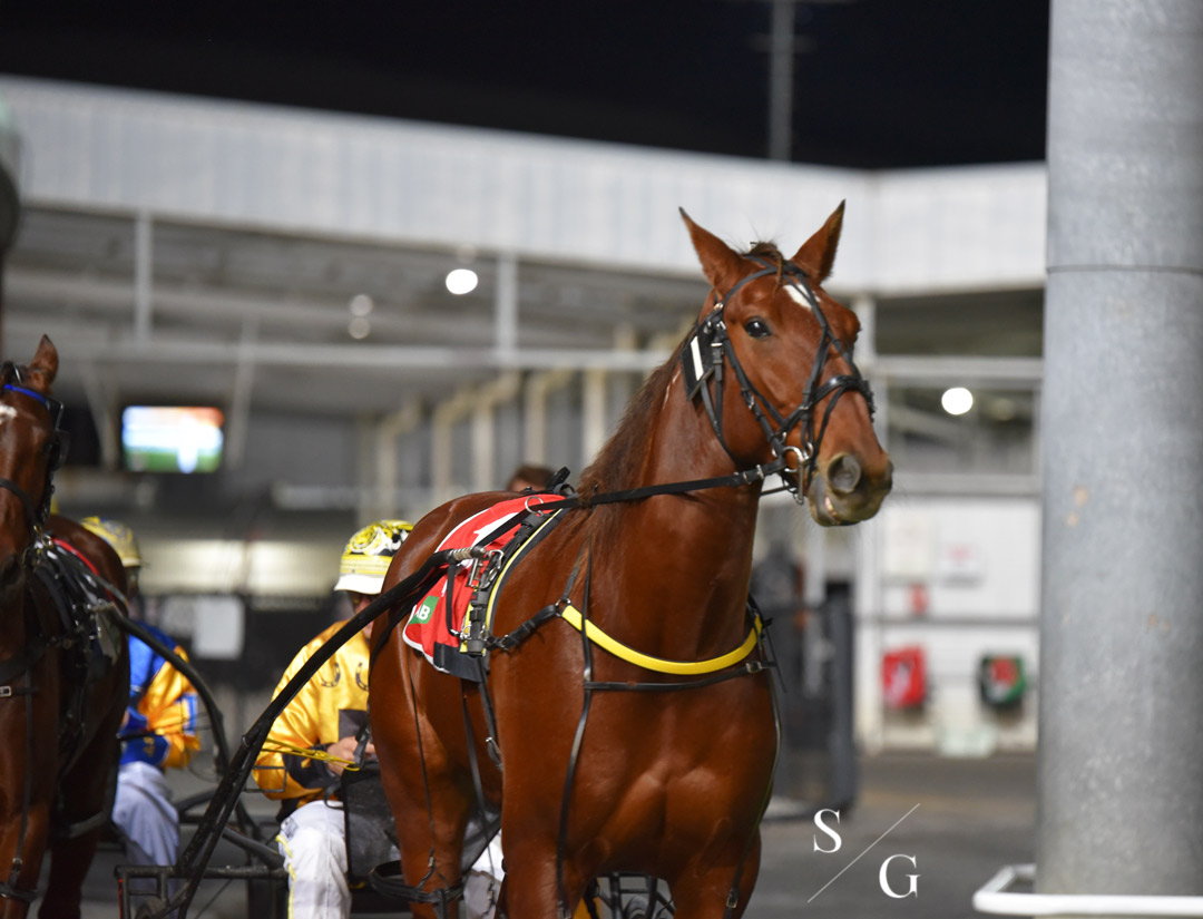 photographybysg's tweet photo. ✨ A few photos taken while at Albion Park on Saturday night the 8th of May ✨
Feel free to tag xx
Check out my Facebook page for the full album! https://t.co/EpTpN4xIHZ