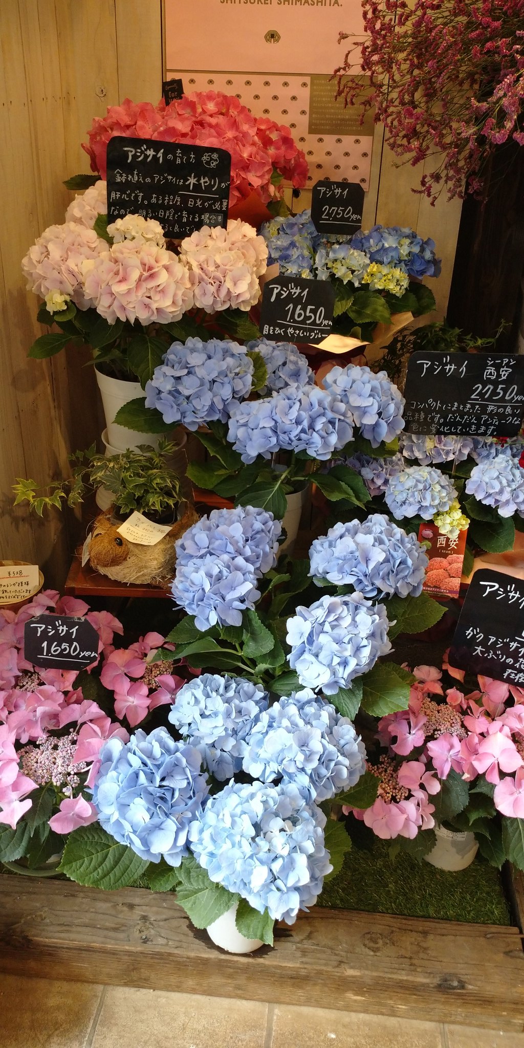 サカイ ナツコ 今日のレポートは 熱海市 清水町の色とりどりの花が並ぶ Plants Room さんにお邪魔しました この季節 私の目に止まったのはやっぱりアジサイ ガクアジサイのカワイコちゃんと一緒におうちに帰りましたとさ ちゃんちゃん 0557