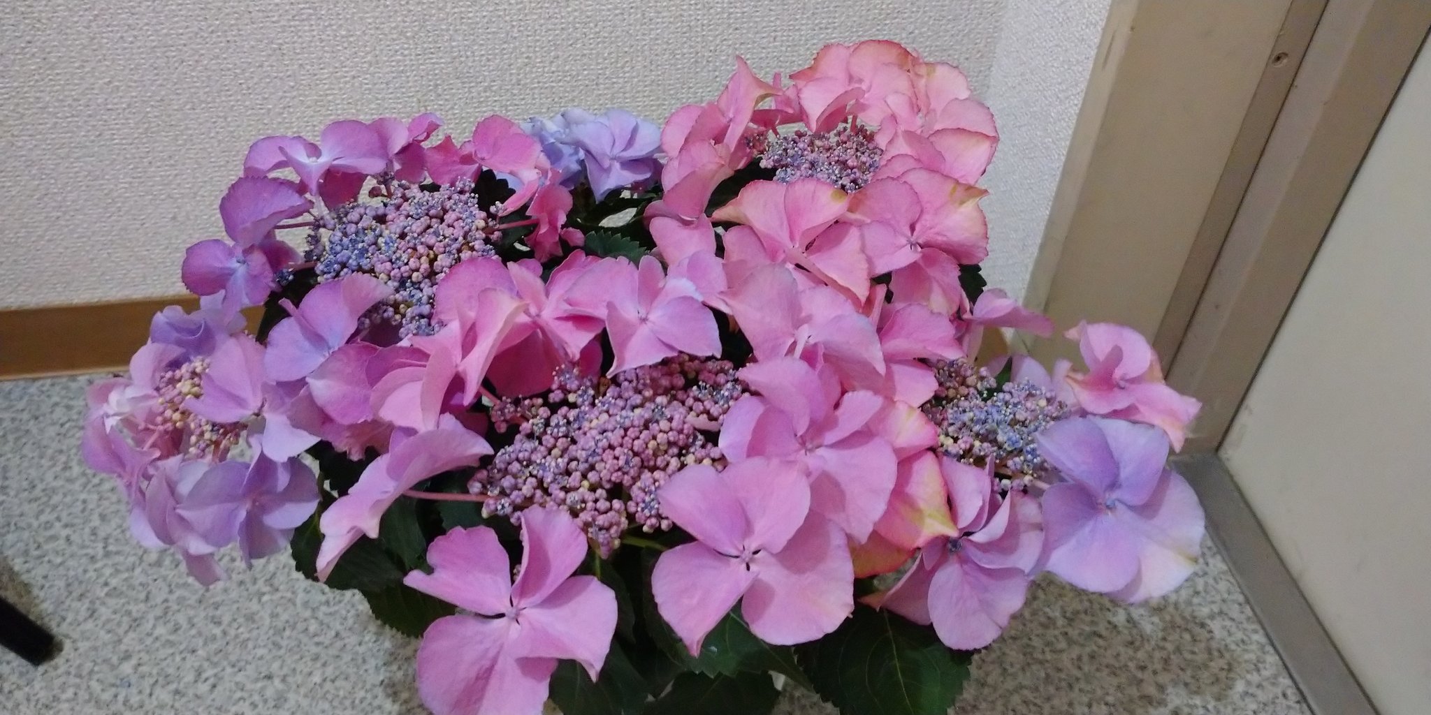 サカイ ナツコ 今日のレポートは 熱海市 清水町の色とりどりの花が並ぶ Plants Room さんにお邪魔しました この季節 私の目に止まったのはやっぱりアジサイ ガクアジサイのカワイコちゃんと一緒におうちに帰りましたとさ ちゃんちゃん 0557