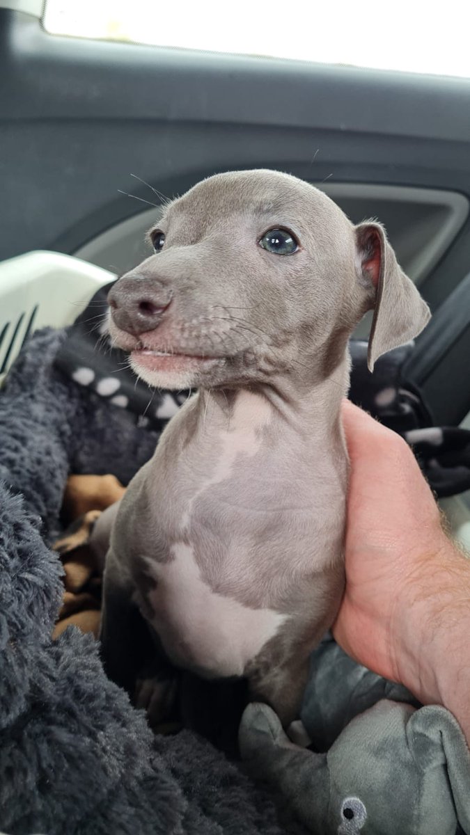 Watching <a href="/ScottishEDGE/">Scottish EDGE</a> finals #EDGE17 Incredibly inspiring + makes me so proud to b part of the independent Scottish biz scene. Just heard from <a href="/bugbakes/">Bug Bakes</a> sustainable dog food reducing your dogs carbon paw print. We ❤ dogs at the cafe + wee Peat will be testing this product out!
