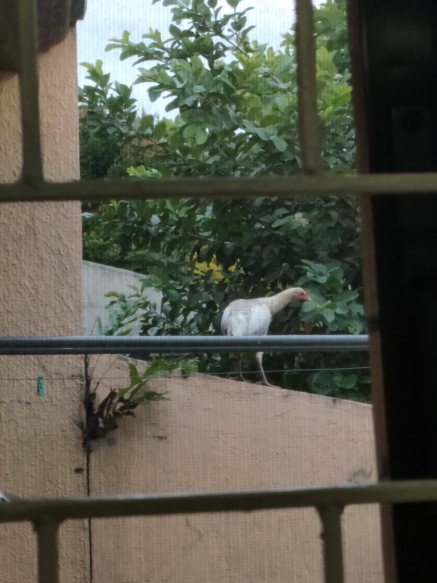 BanabaTea's tweet photo. Hi guys kami diay tong manoj sa amoang kapitbahay namo. Ishare ra nako https://t.co/sAcSDBwuEi