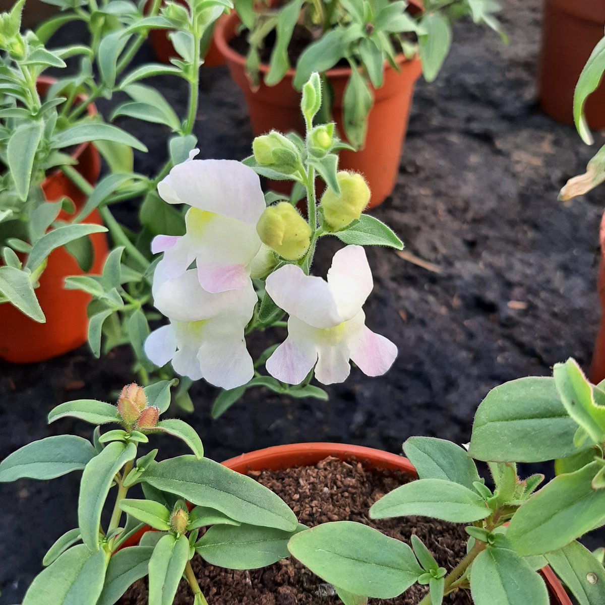 Whitby In Bloom tweet media