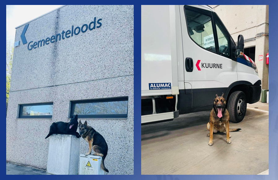 pzvlas's tweet photo. 📣Vandaag trainen alle hondengeleiders van @pzvlas, @politiezoneRiho, @Politiewestkust en #pzpolder samen in de loodsen en het containerpark van de @gemeentekuurne. Ook poseren is blijkbaar geen probleem voor deze #WVL4 politiehonden 🐶 https://t.co/ah29S11uHp