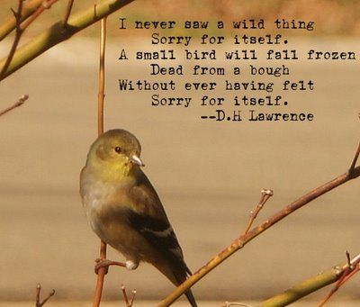 piersmorgan's tweet image. As DH Lawrence put it...