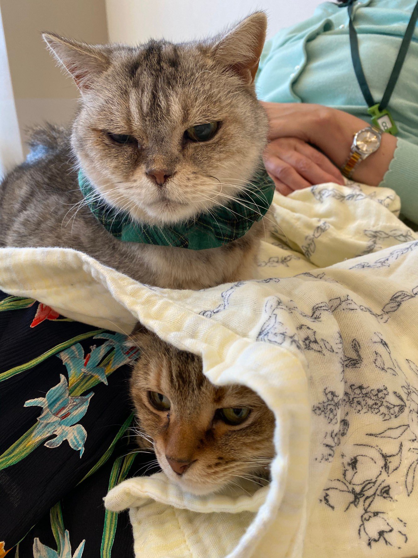 猫カフェ Cat Tail 大阪 西心斎橋 難波 レオ様とざらめちゃんのスタイル 大阪市中央区西心斎橋2 7 25竹内ビル2f 11 00 00 19 00l O ネコカフェ 猫 猫カフェ キャットテイル ひざのりねこ 膝乗り猫カフェ 大阪猫カフェ 心斎橋猫