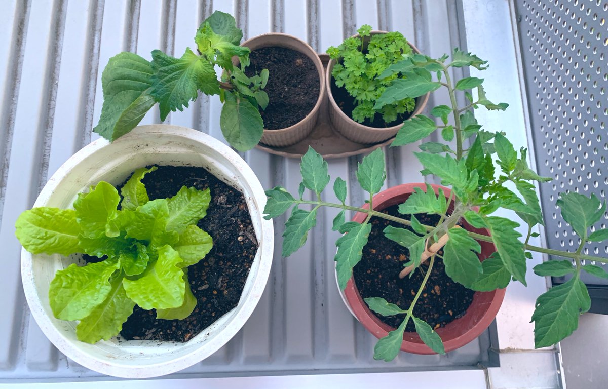 くちこ 今週からベランダ菜園始めました 前に当選させていただいた成田ファームランドさん Naritafarmland の肥料も混ぜ混ぜしてあります ラインナップは ミニトマト サンチュ 大葉にイタリアンパセリ しっかり育ちますように ちなみに大葉は