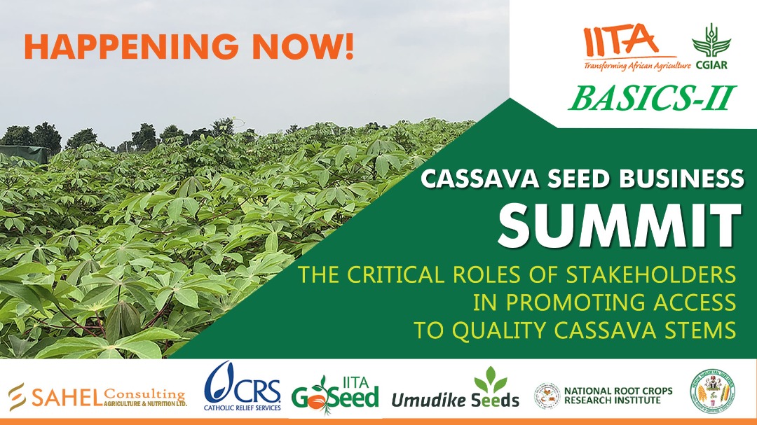 At the ongoing #cassavaseedbusinesssummit2021, Dr. Alfred Dixon emphasises the significance of #cassava in the socioeconomic development of #Africa and that increasing the competitiveness of the cassava #value chain will alleviate poverty and ensure #foodsecurity .