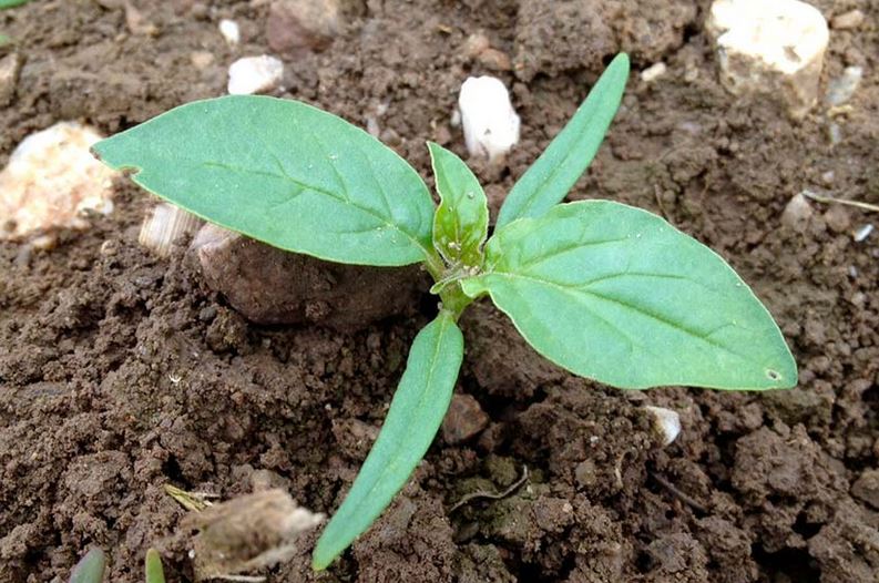 La <a href="/fredon_bretagne/">FREDON Bretagne</a> recense des foyers de #datura et intervient afin de sensibiliser, de surveiller et de conseiller contre le datura stramoine en #Bretagne. Pour être efficace, la lutte doit être collective et coordonnée.

@PaysanBzh_Hebdo
paysan-breton.fr/2021/05/le-dat…