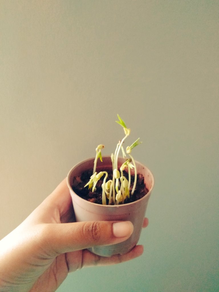 SamkingCJK's tweet photo. Day 3 and my little mung seeds are sprouting fast and strong! Six months from now, I should have some yield! #thelonggame
#gardening #PlantHealthWeek #plants #homegrown #lockdown2021 https://t.co/k3SwyUJLbL