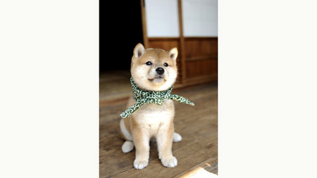 さんすう犬ワン