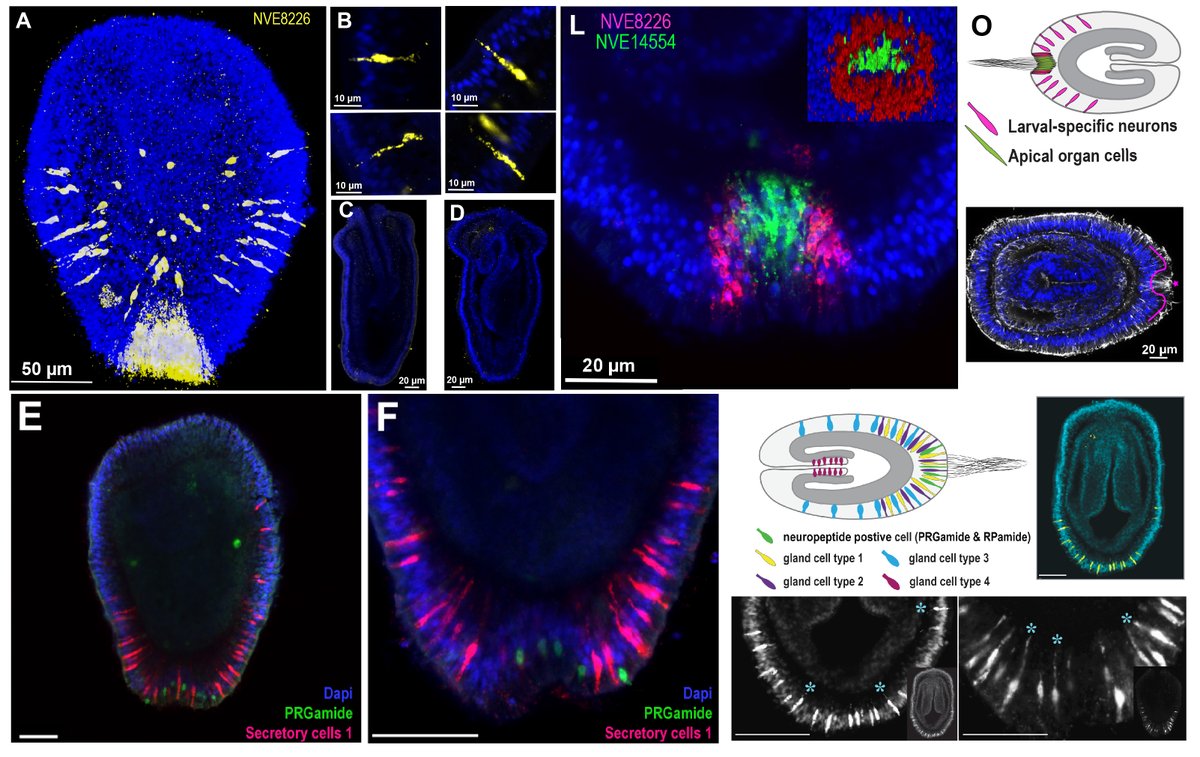 It turns out that previously uncharacterised larval-specific neurons were concentrated around apical tuft cells (like a crown!). Further, we revealed that the apical domain was enriched with unique sensory secretory cells distributed around the apical organ along with neurons.