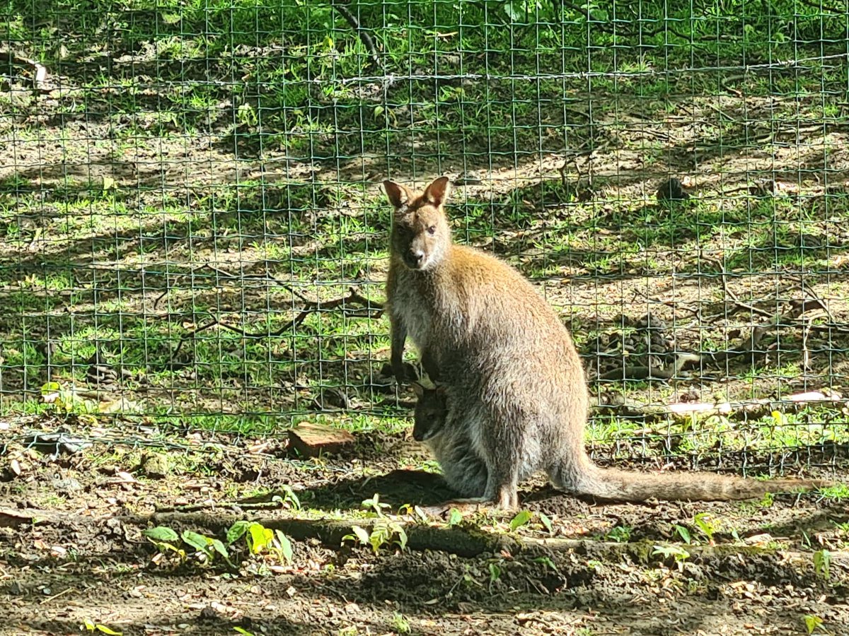La Ferme De Beaumont على تويتر Viedelaferme Nous Avons Eu La Naissance D Adorables Bebes Kangourous De Bennett Le Bebe Kangourou Depasse Sa Petite Tete Craquante De La Poche De Sa Mere La Ferme De Beaumont على تويتر Viedelaferme Nous Avons Eu La Naissance D Adorables Bebes Kangourous De Bennett Le Bebe Kangourou Depasse Sa Petite Tete Craquante De La Poche De Sa Mere