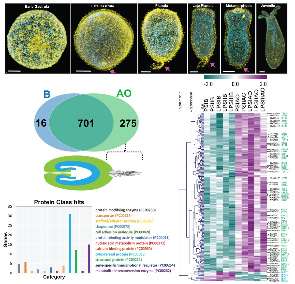 By profiling the spatial expression of neuronal genes, we showed that the apical region has a unique neuronal signature distinct from the rest of the body. Finally, we disclosed the composition of the non-motile apical tuft by combining cilia proteome with apical transcriptome.