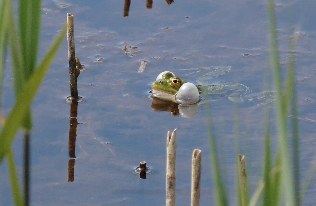 LancingJenny's tweet photo. No Golden Oriole at The Severals, Church Norton yesterday but these Marsh Frogs made me laugh! Very noisy! https://t.co/v23NL0HNXq