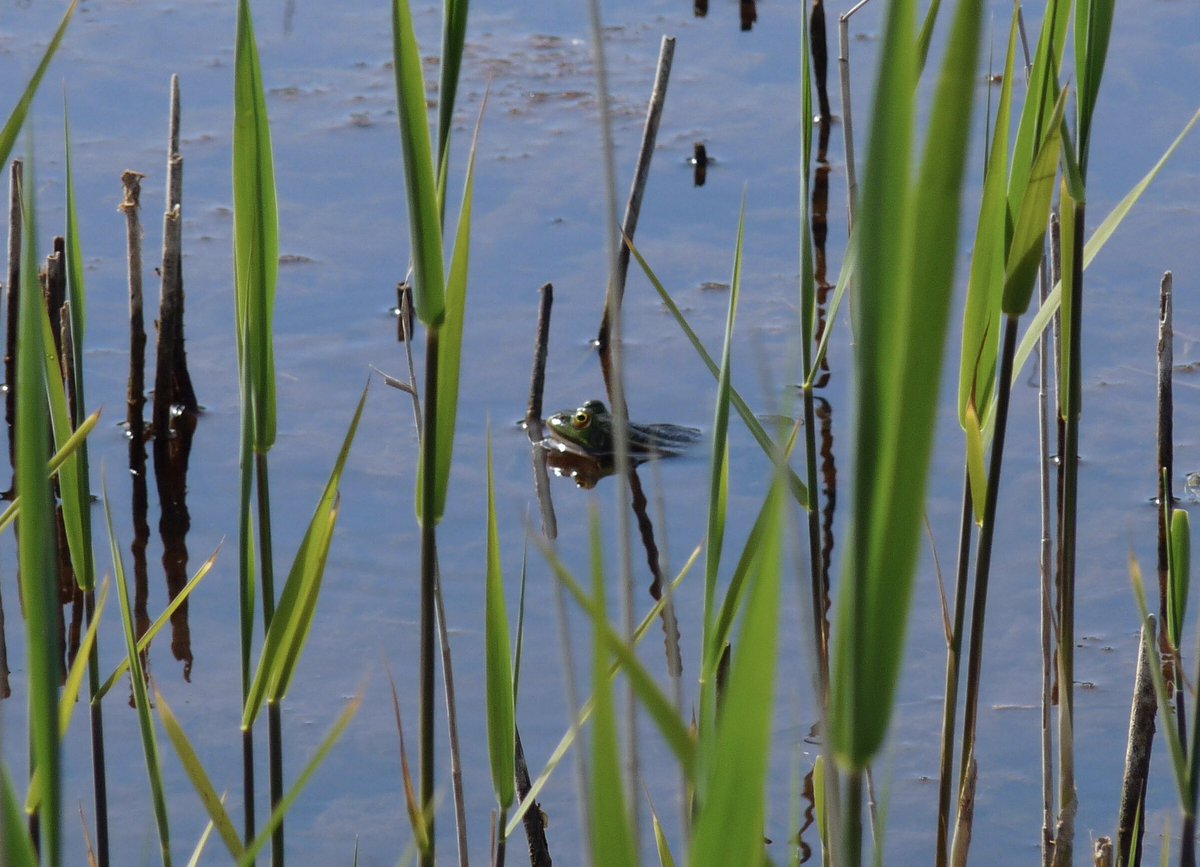 LancingJenny's tweet photo. No Golden Oriole at The Severals, Church Norton yesterday but these Marsh Frogs made me laugh! Very noisy! https://t.co/v23NL0HNXq