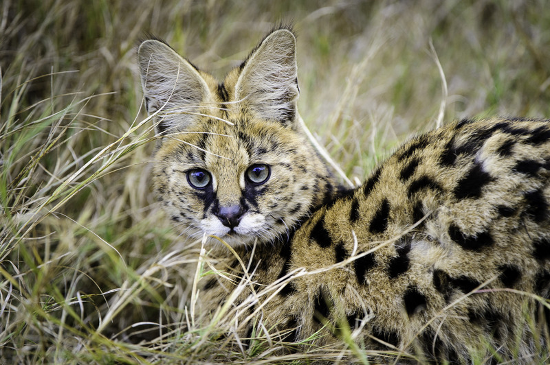 OkavangoDE's tweet photo. Killer ears. This serval sits patiently in the grass, rotating its head scanning for prey. Not with its eyes, with its ears. Their radar-like ears are the largest of any cat, helping them to be one of the most successful hunters of all wild cats. #TwitterNatureCommunity #Okavango https://t.co/hIOus9fE9X