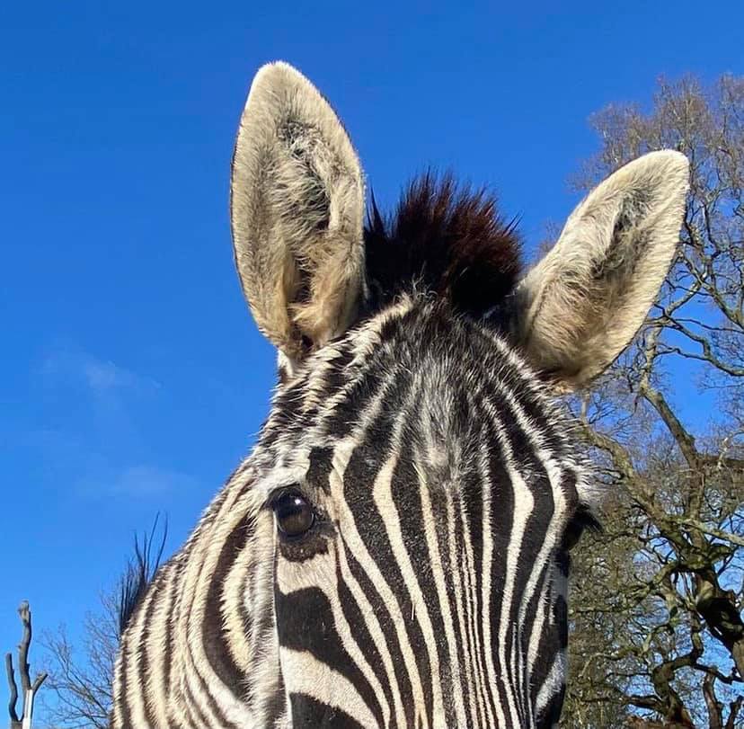 Beale Wildlife Park tweet media