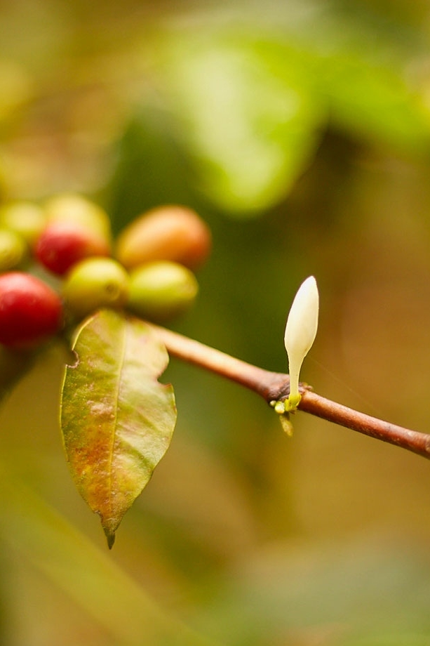 4.5267° N, 75.6410° W

#justcoffee