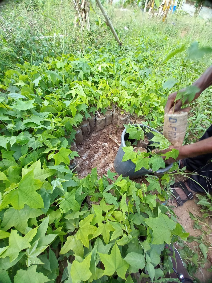 TreeRevivalTeam's tweet photo. The #restoration of the #forestecosystem in tropical African countries is very important in order to enhance #foresthealth and #wildlifehabitat quality.
Thanks to @onetreeplanted and @CWatsonICRAF for helping us to make this #MemorialForestProject of #indigenoustrees possible. https://t.co/4R8r4LgjRP