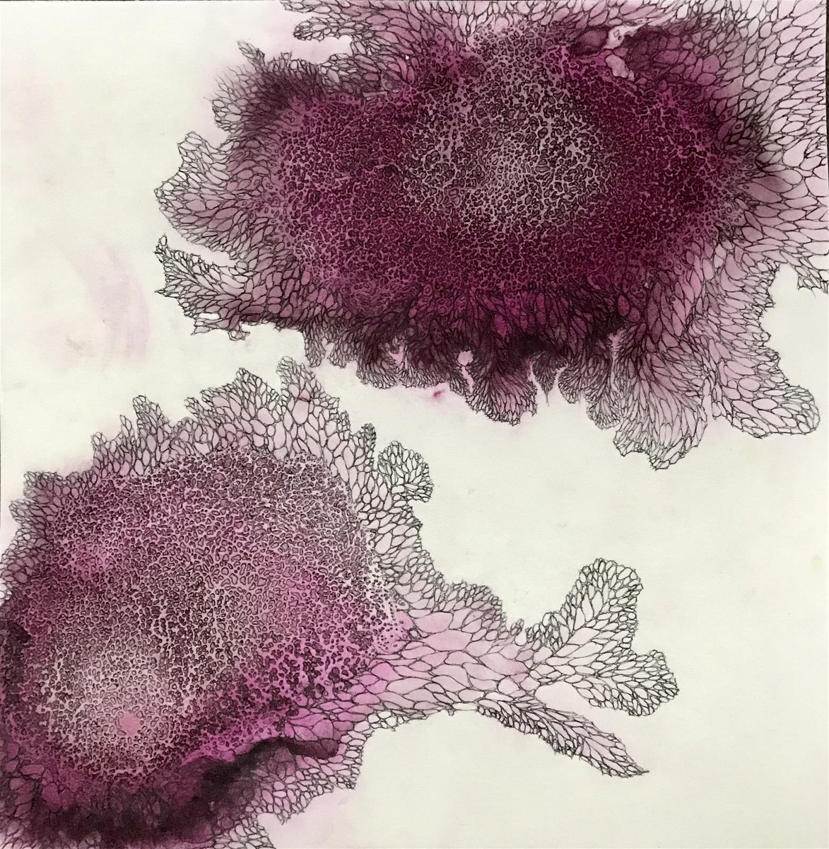 Camb Drawing Society tweet media