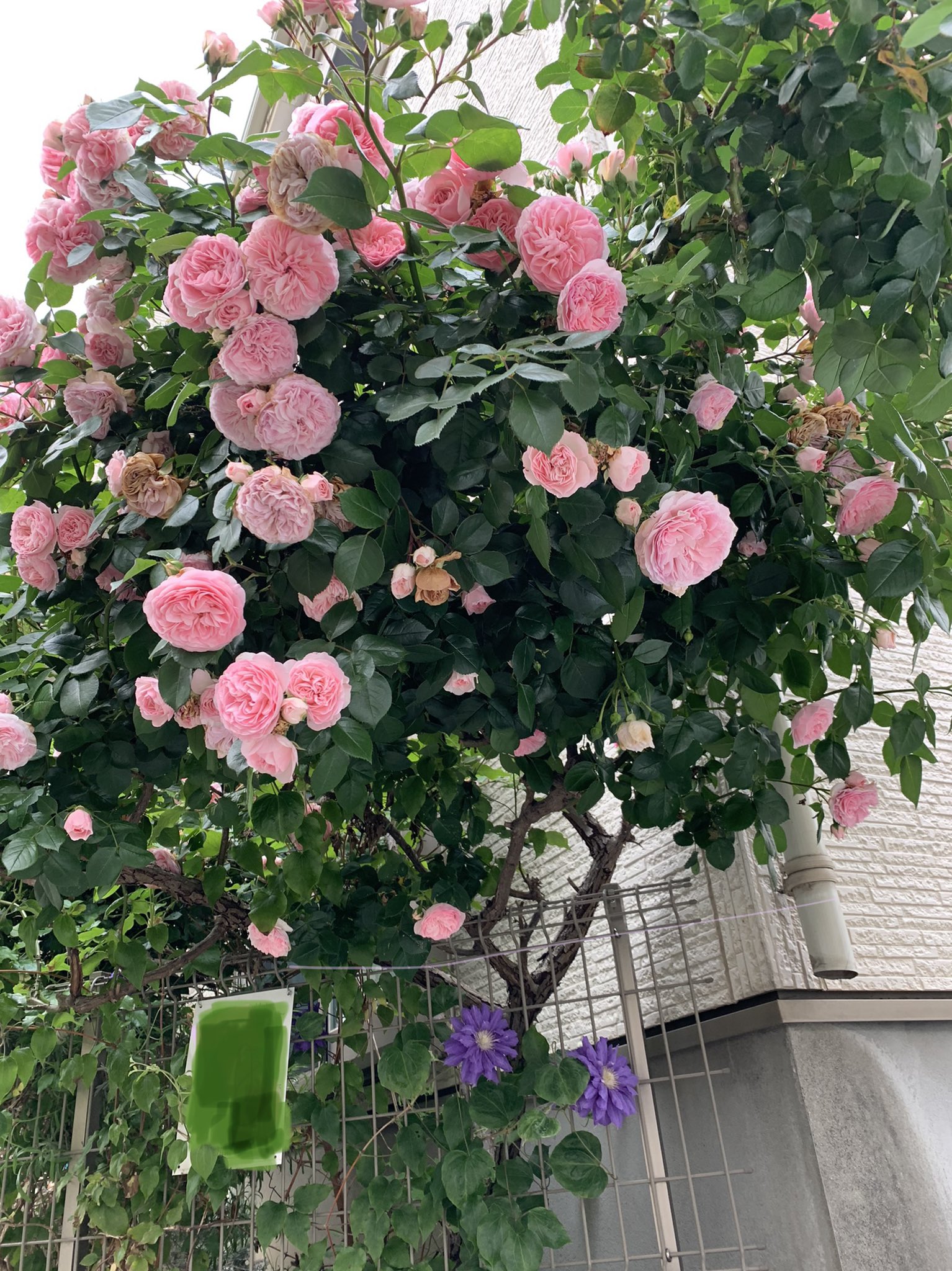 تويتر しいぴん 投資と優待がスキ على تويتر 今年もうちの狭い庭に薔薇が満開に咲きました T Co P5kgf7k5pf