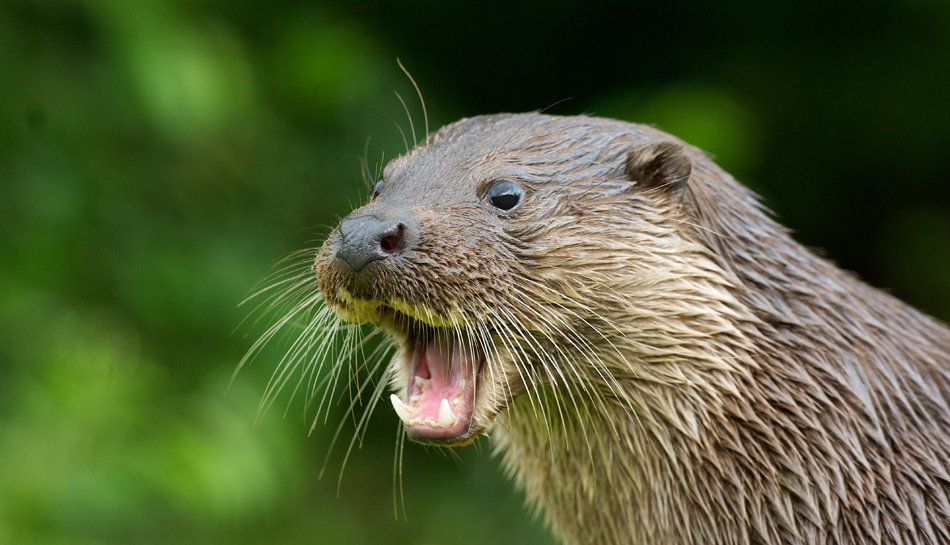 British Wildlife Centre tweet media