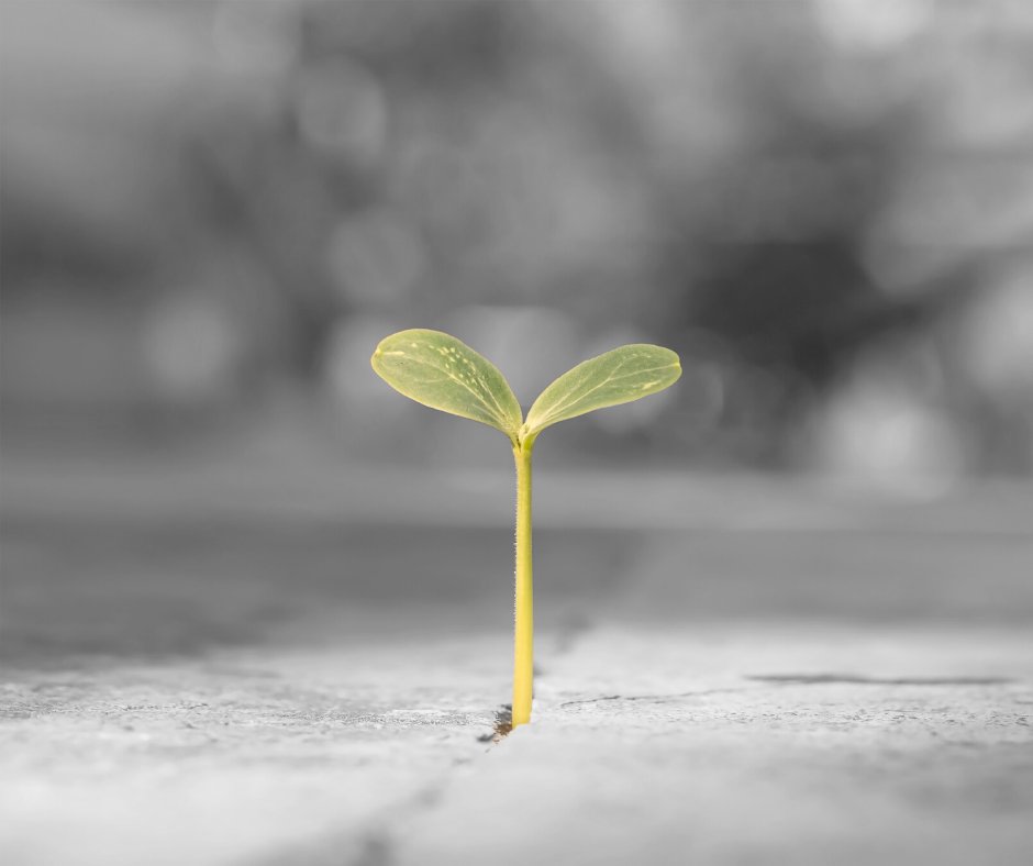 Sin obstáculos nada puede adquirir la fuerza suficiente para crecer.