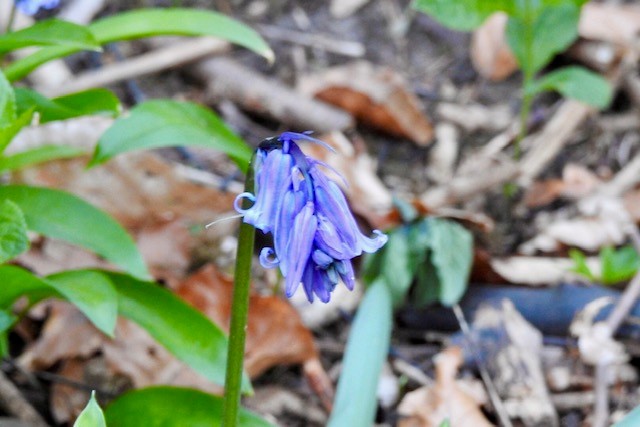 Sun and #walks at #FreeholdersWood. #Bluebells are out and the #waterfalls are great.