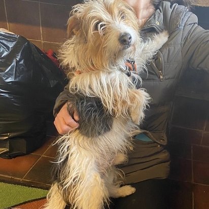 Animal Adoptions UK 🐕‍🦺🐈🐎❤️ tweet media