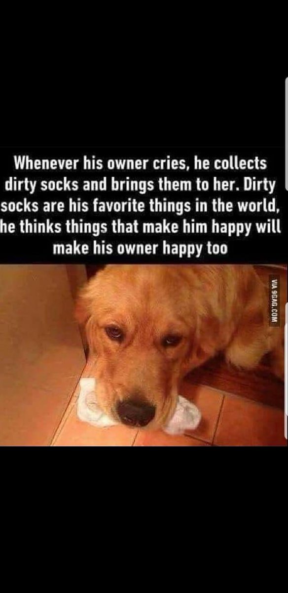 toonmillie's tweet photo. #timelinecleanse we don’t deserve #dogs #dogsoftwitter #timelinerefresher https://t.co/mFzSSvvE9N