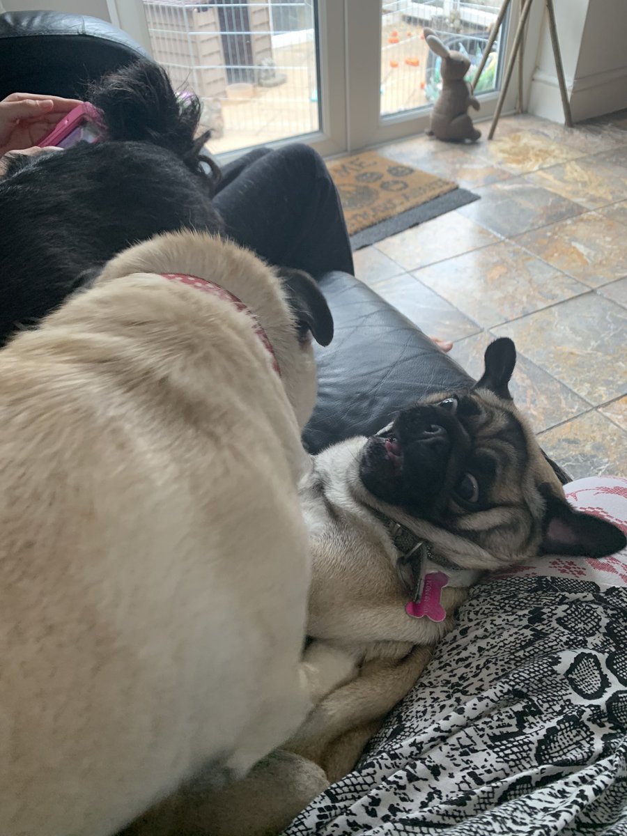 fun_puggy's tweet photo. These two!!! Belle won! He pinned Belle!!! 🤣🐶🐶🐶🐶 https://t.co/eIo0dDLurn