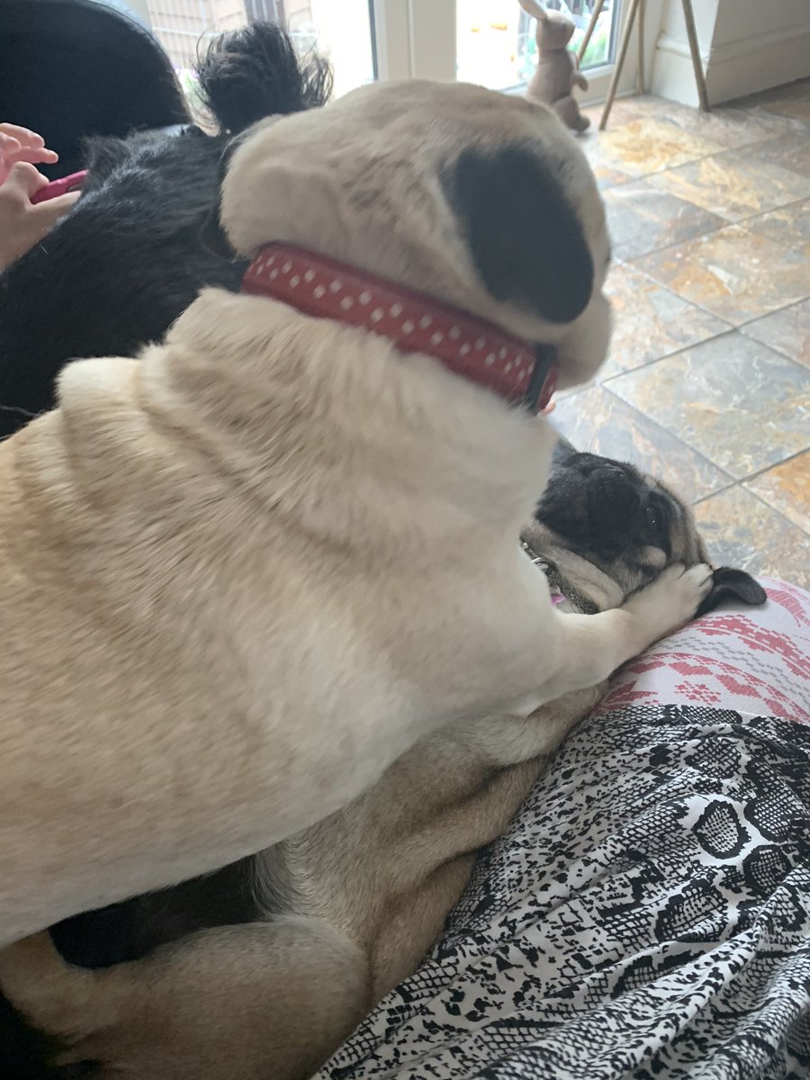 fun_puggy's tweet photo. These two!!! Belle won! He pinned Belle!!! 🤣🐶🐶🐶🐶 https://t.co/eIo0dDLurn
